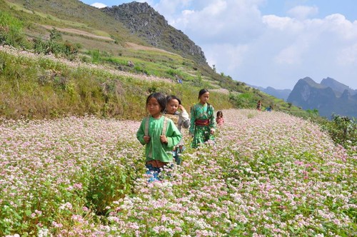 Время цветения гречихи в провинции Хазянг - ảnh 4